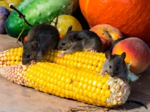 quelles plantes attirent les rats au jardin qu'est-ce qui attire les rats dans un jardin