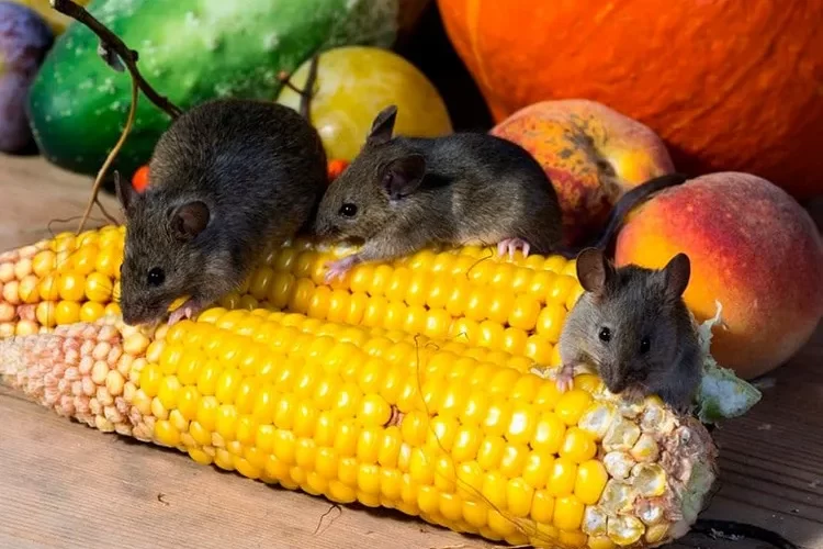 quelles plantes attirent les rats au jardin qu'est-ce qui attire les rats dans un jardin