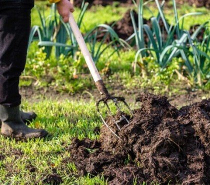 quelles plantes n'aiment pas le fumier