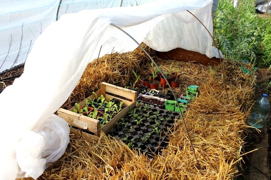 quelles plantes n'aiment pas le fumier de cheval