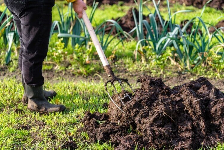 quelles plantes n'aiment pas le fumier