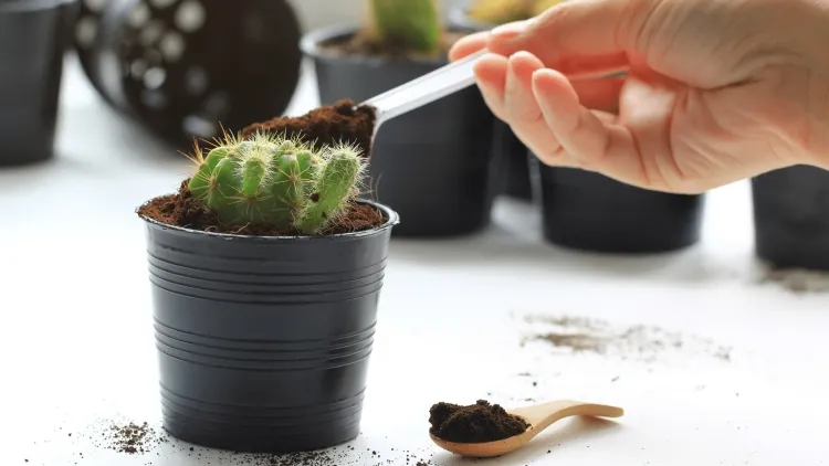 quelles plantes n'aiment pas le marc de café cactus sol bien drainé mélange équilibré matériaux organiques inorganiques