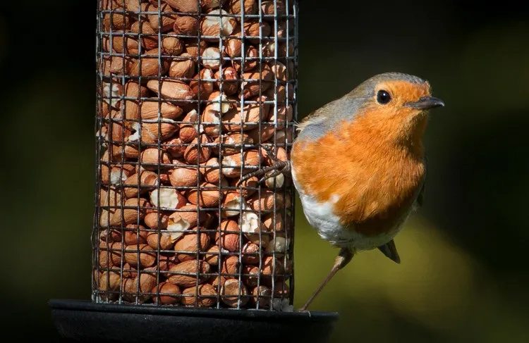 quels aliments ne pas donner aux oiseaux conseils recommandations d'experts