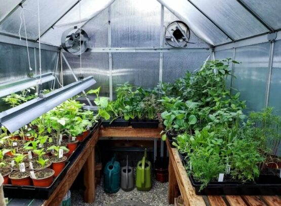 quels légumes sous serre en hiver