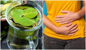 quels sont les effets secondaires des feuilles de laurier noble santé tisane huile essentielle
