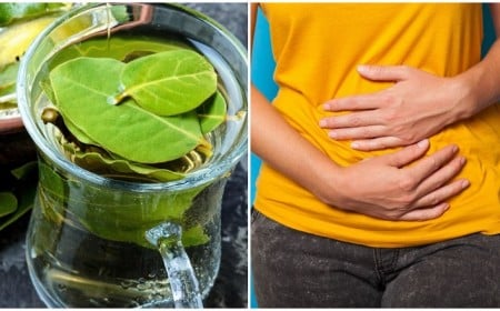 quels sont les effets secondaires des feuilles de laurier noble santé tisane huile essentielle