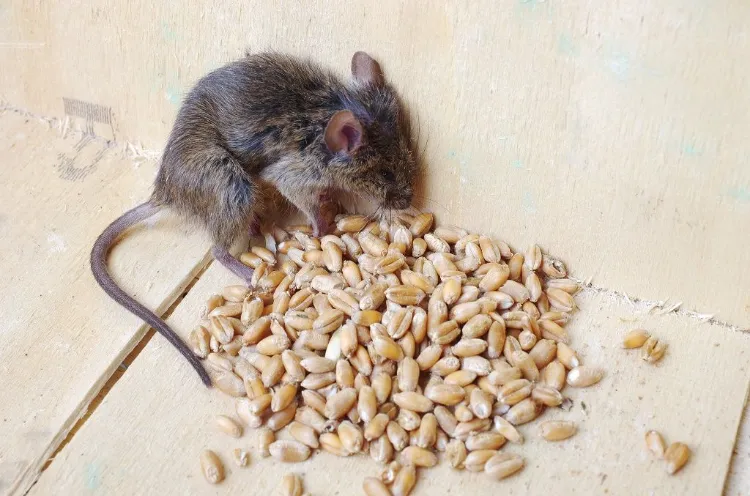 remède grand mère se débarrasser souris rats avec bicarbonate de soude comment