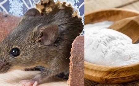 remède grand mère se débarrasser souris rats bicarbonate de soude bonne mauvaise idée