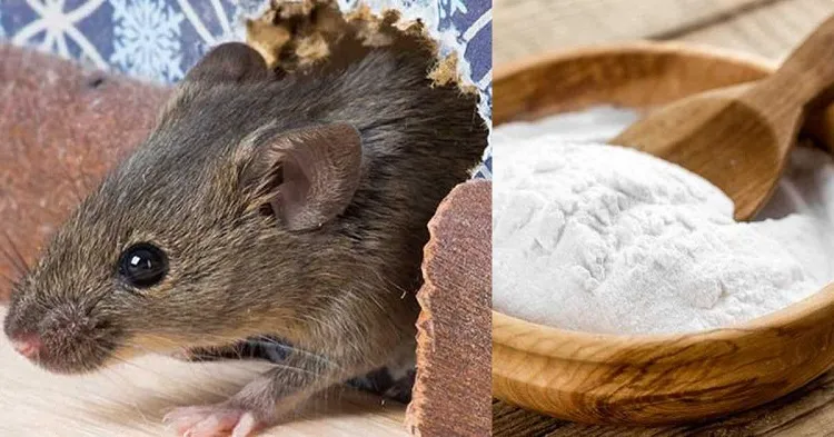 remède grand mère se débarrasser souris rats bicarbonate de soude bonne mauvaise idée