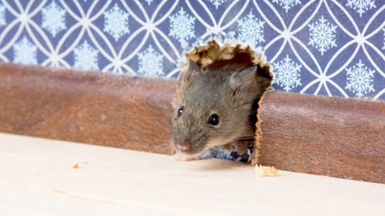 remède grand mère se débarrasser souris rats dans murs bicarbonate de soude bonne idée