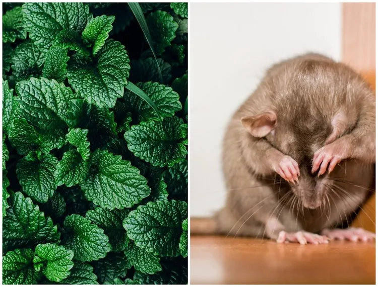 repulsif naturel anti rat souris comment éloigner les rats naturellement maison huile essentielle plante animal