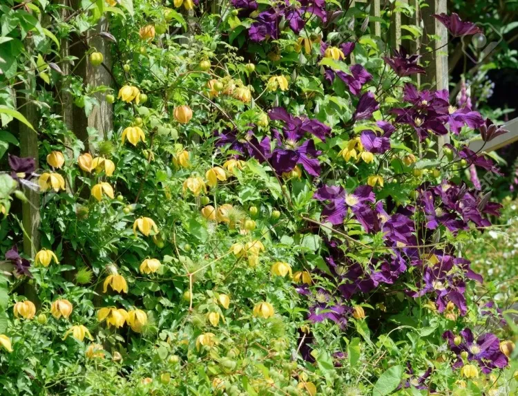 tailler la clématite en automne groupe floraison tardive approche différente taille