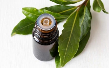 utilisation feuilles laurier huille essentielle dans la maison trucs astuces nettoyage