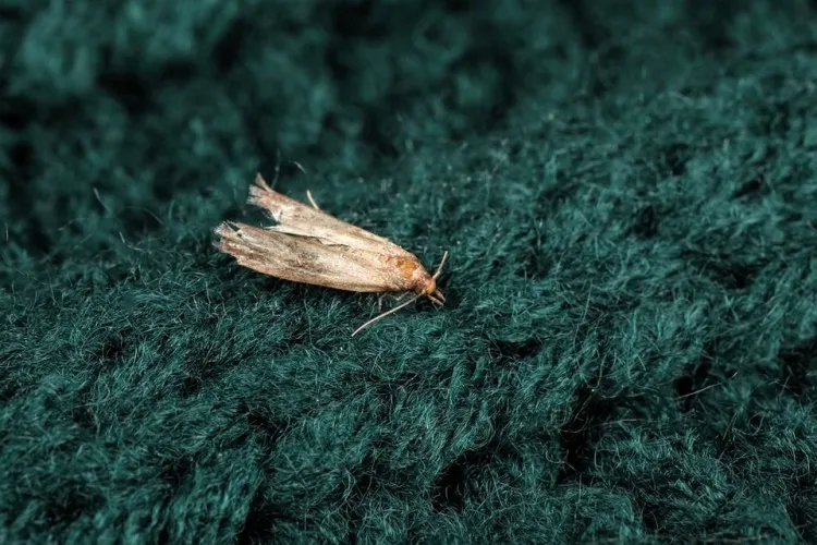 white vinegar clothes moth