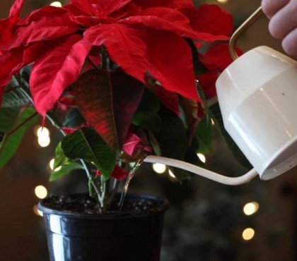 Quelle quantité d'eau pour un poinsettia