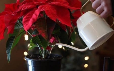 Quelle quantité d'eau pour un poinsettia