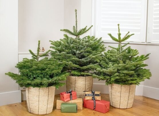 Comment conserver son sapin de Noël en pot astuces guide jardin nature ecolo