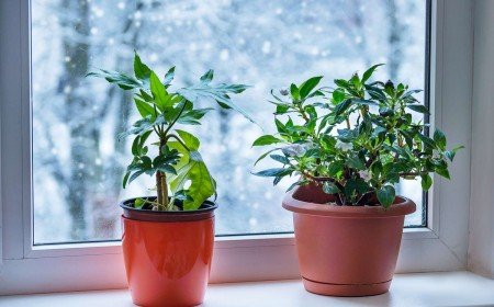 Comment garder ses plantes en vie quand on part en vacances
