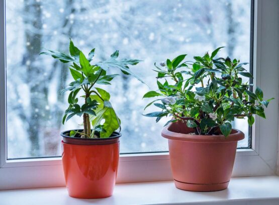 Comment garder ses plantes en vie quand on part en vacances