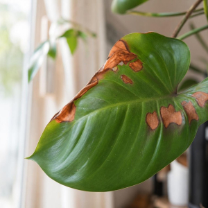 Comment sauver une plante qui devient marron