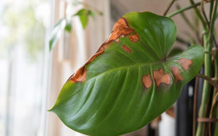 Comment sauver une plante qui devient marron