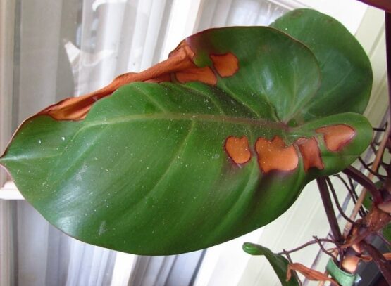 Comment sauver une plante qui devient marron