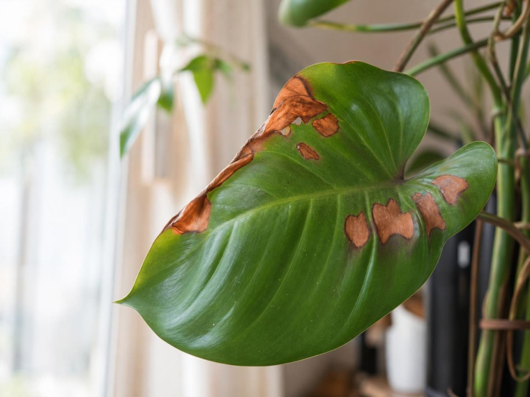 Comment sauver une plante qui devient marron