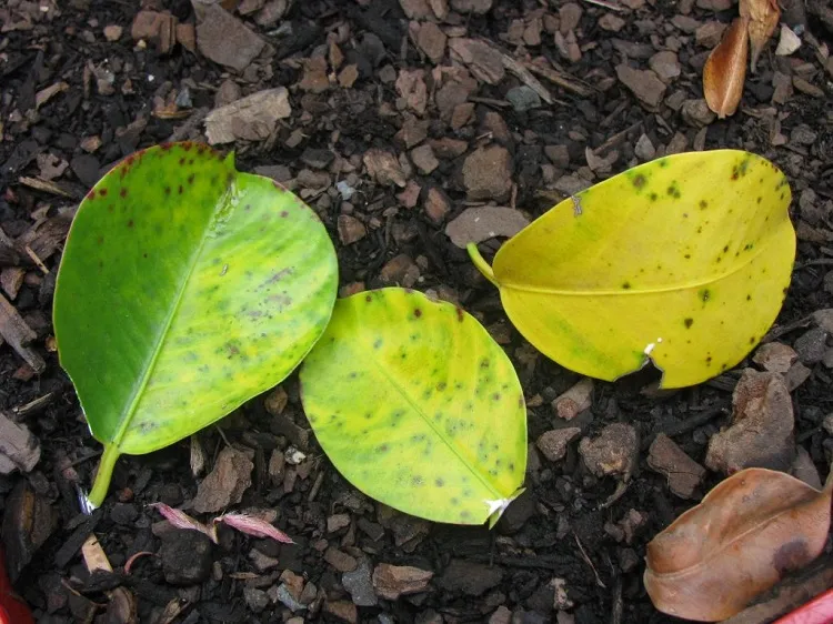 Est-ce que le dipladénia perd ses feuilles en hiver entretien