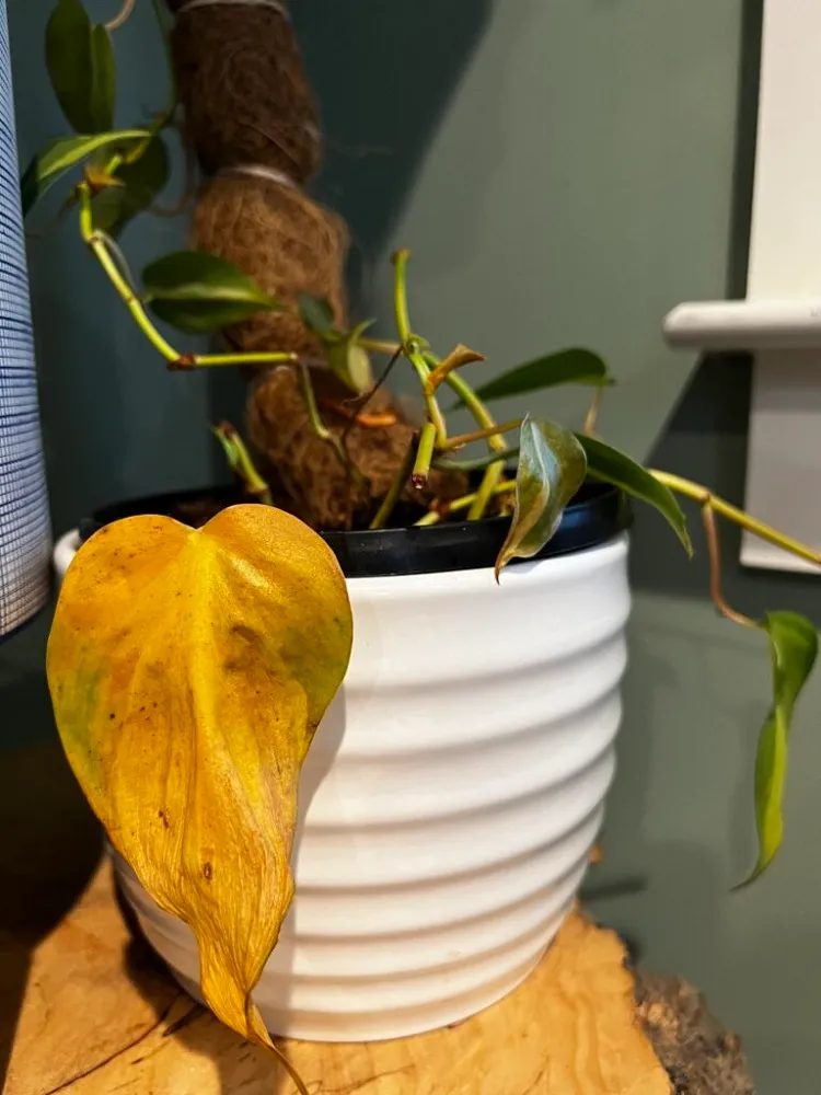 Pourquoi les feuilles d'une plante deviennent marron