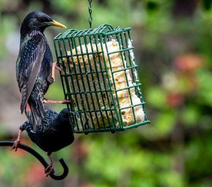 Quels oiseaux aiment le suif