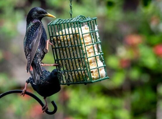 Quels oiseaux aiment le suif