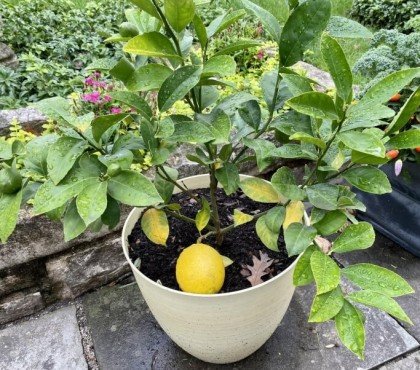 à quelle fréquence arroser un citronnier en pot en hiver mieux profondeur fréquemment