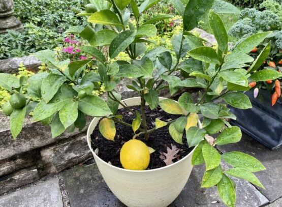 à quelle fréquence arroser un citronnier en pot en hiver mieux profondeur fréquemment