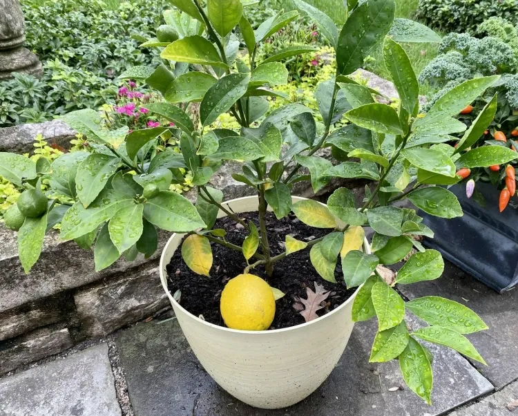 à quelle fréquence arroser un citronnier en pot en hiver mieux profondeur fréquemment