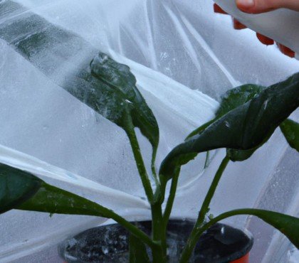 arroser les plantes sous voile d'hivernage