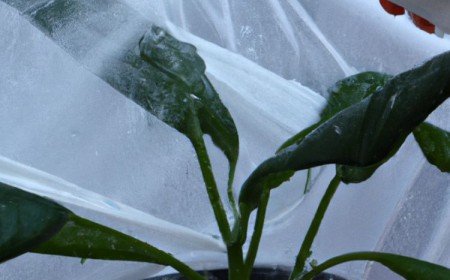 arroser les plantes sous voile d'hivernage