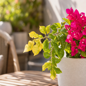 Bougainvillier avec feuilles jaunies et fleurs rose vif sur muret de jardin