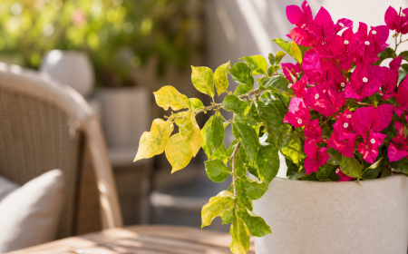 Bougainvillier avec feuilles jaunies et fleurs rose vif sur muret de jardin