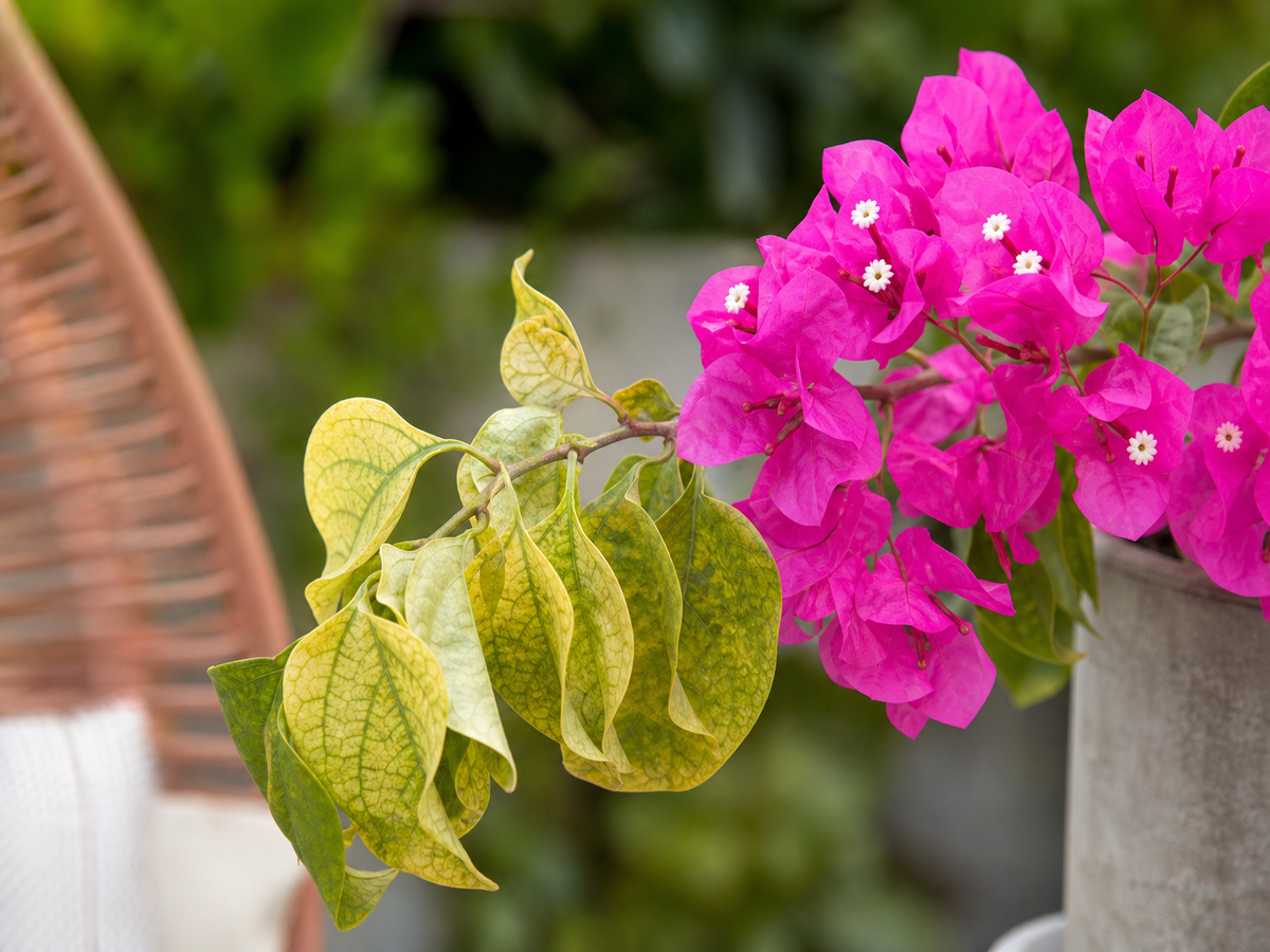 comment faire revivre un bougainvillier
