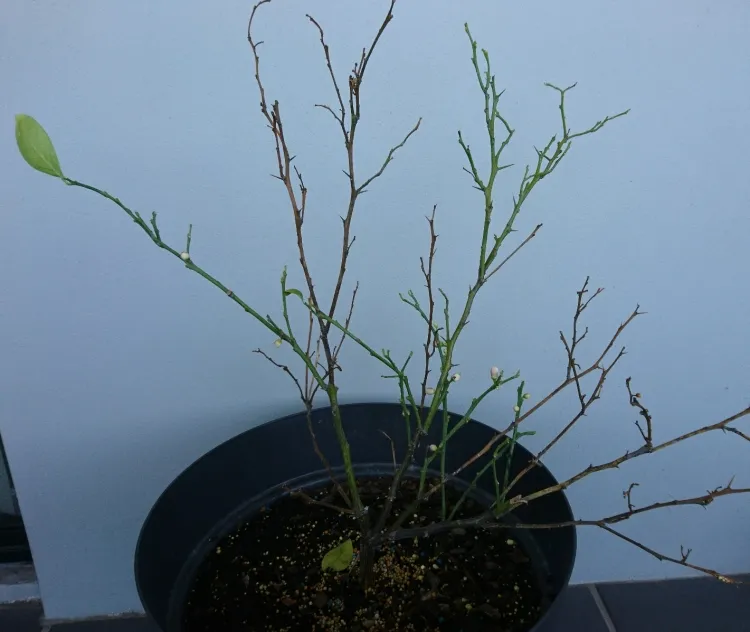 citronnier en pot perd ses feuilles choc transplantation contraste humidité température lumière soleil