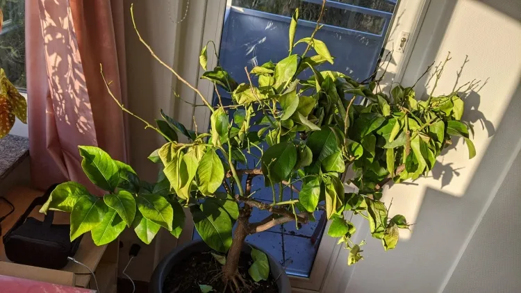 citronnier en pot perd ses feuilles faute entretien arrosage excessif manque lumière air sec