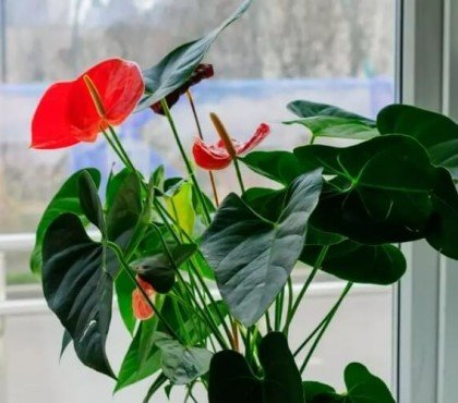 comment bien conserver un anthurium lumière indirecte naturelle chaleur vitale pas sèche humidité pas excessive