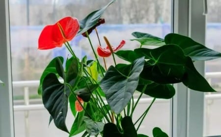 comment bien conserver un anthurium lumière indirecte naturelle chaleur vitale pas sèche humidité pas excessive