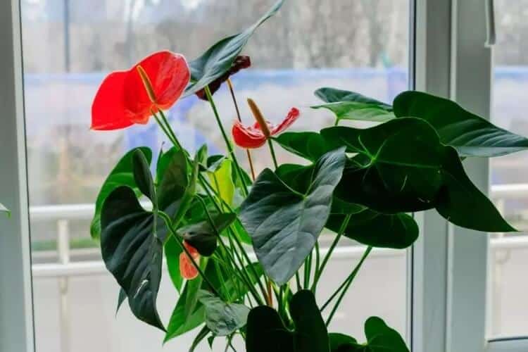 comment bien conserver un anthurium lumière indirecte naturelle chaleur vitale pas sèche humidité pas excessive