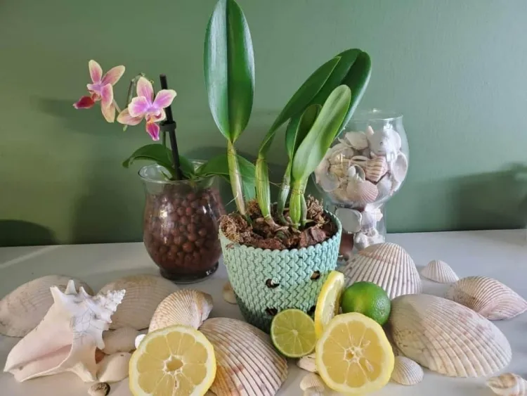 comment booster les orchidées ajoutant citron fournir acide citrique plante