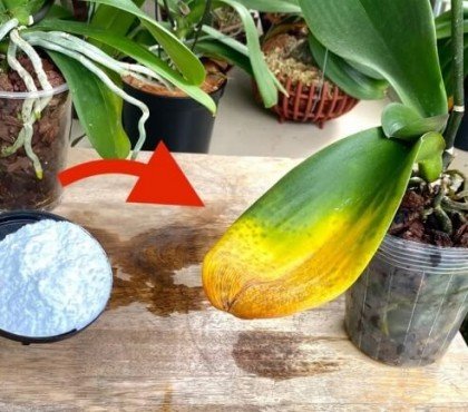 comment booster les orchidées bicarbonate de soude