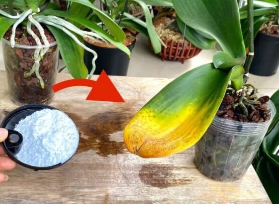 comment booster les orchidées bicarbonate de soude