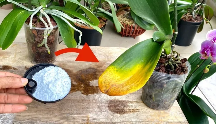 comment booster les orchidées bicarbonate de soude