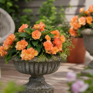 comment conserver les bégonias en hiver facteurs survie emplacement climat local type plante