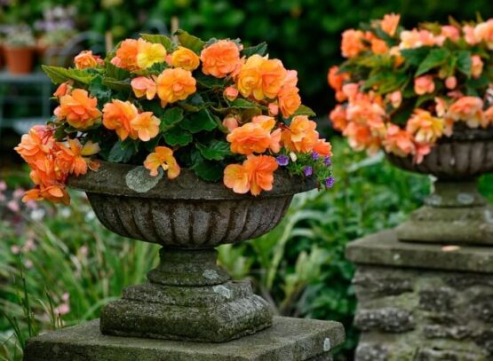 comment conserver les bégonias en hiver facteurs survie emplacement climat local type plante